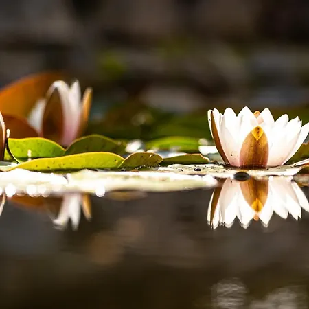 I Restauracja Czarny Kos
