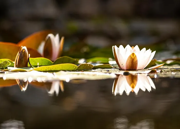 I Restauracja Czarny Kos